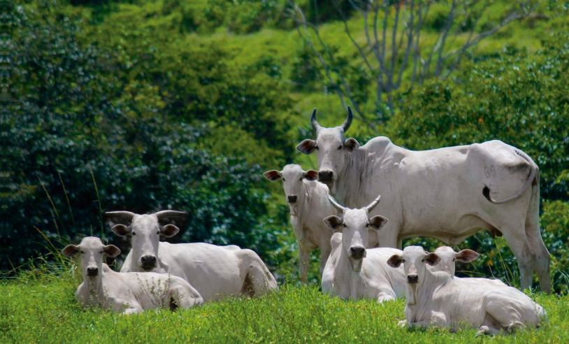 ASN Alagoas - Agência Sebrae de Notícias