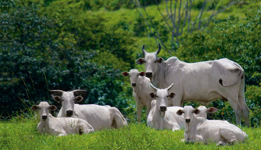 ASN Alagoas - Agência Sebrae de Notícias