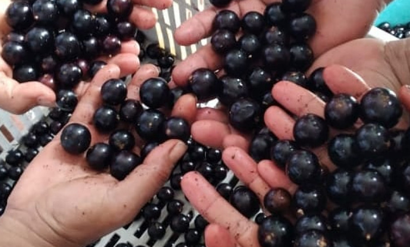 ASN Alagoas - Agência Sebrae de Notícias