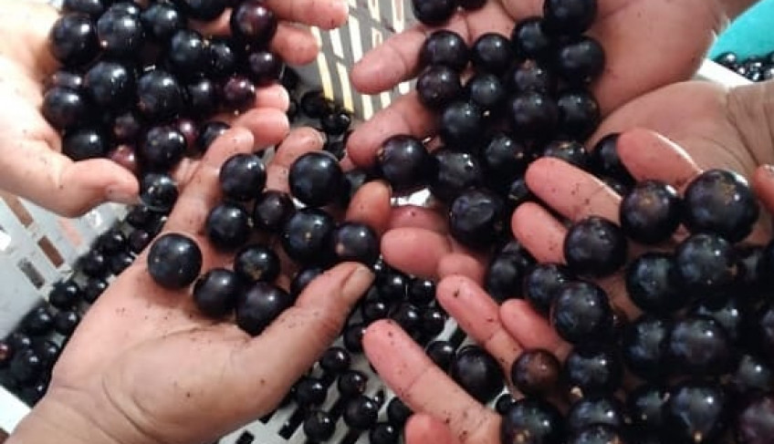 ASN Alagoas - Agência Sebrae de Notícias