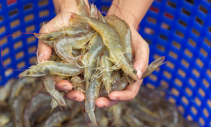 ASN Alagoas - Agência Sebrae de Notícias