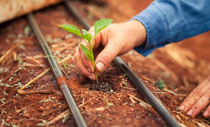 ASN Alagoas - Agência Sebrae de Notícias