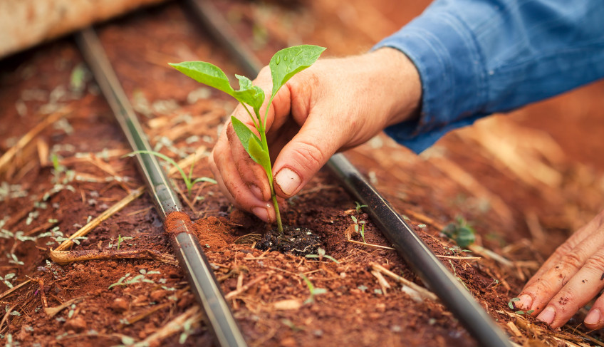 ASN Alagoas - Agência Sebrae de Notícias