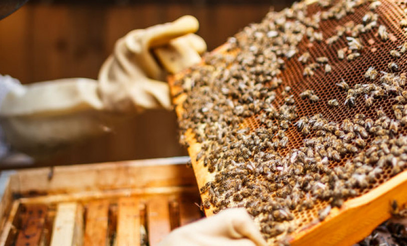 ASN Alagoas - Agência Sebrae de Notícias