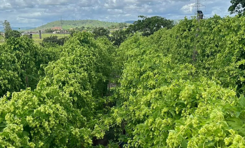 ASN Alagoas - Agência Sebrae de Notícias