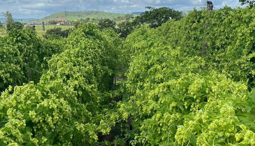 ASN Alagoas - Agência Sebrae de Notícias