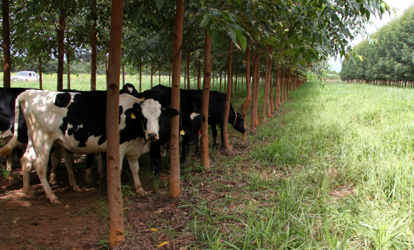ASN Alagoas - Agência Sebrae de Notícias