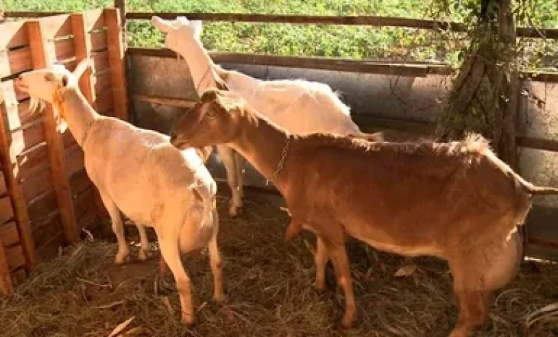 ASN Alagoas - Agência Sebrae de Notícias