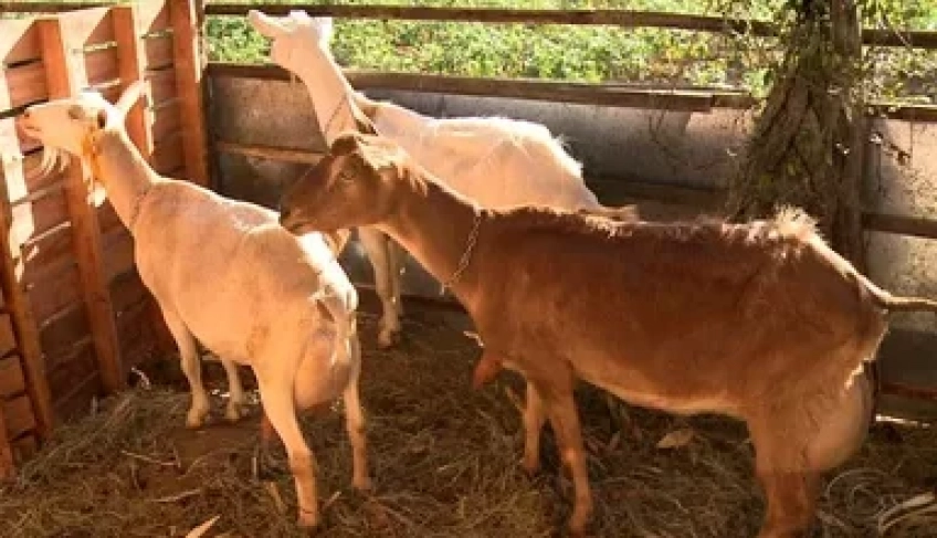 ASN Alagoas - Agência Sebrae de Notícias