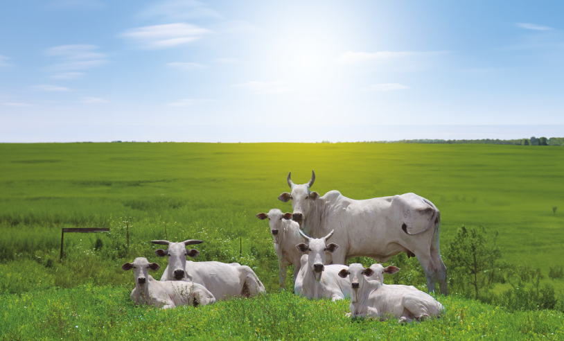 ASN Alagoas - Agência Sebrae de Notícias