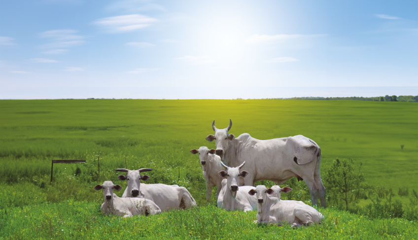 ASN Alagoas - Agência Sebrae de Notícias