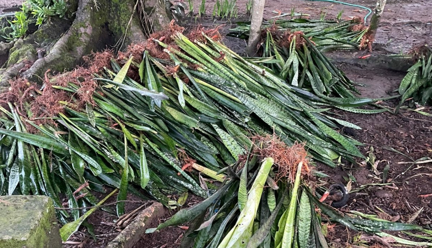 ASN Alagoas - Agência Sebrae de Notícias