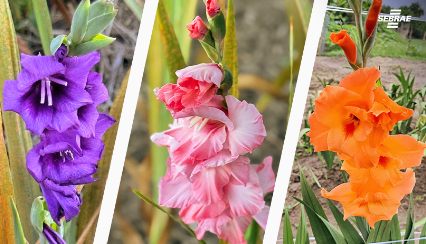 ASN Alagoas - Agência Sebrae de Notícias