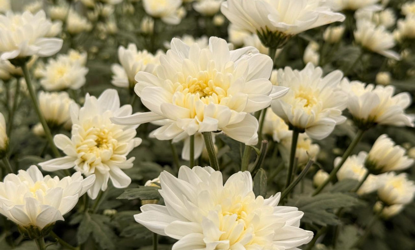 ASN Alagoas - Agência Sebrae de Notícias