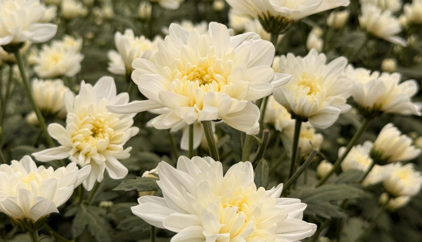 ASN Alagoas - Agência Sebrae de Notícias