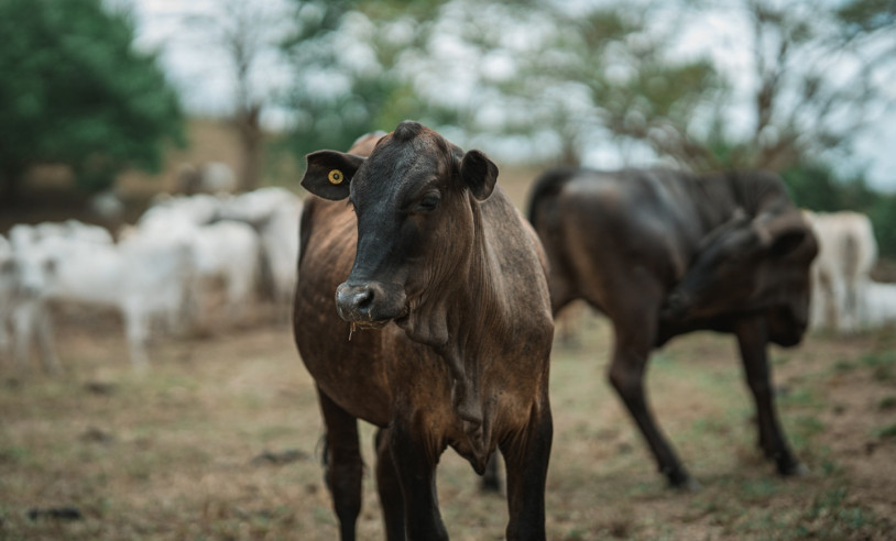 ASN Alagoas - Agência Sebrae de Notícias