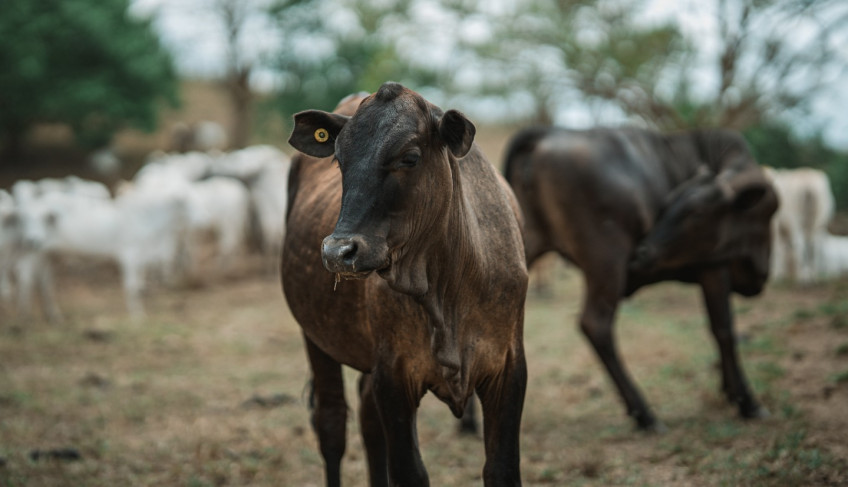 ASN Alagoas - Agência Sebrae de Notícias