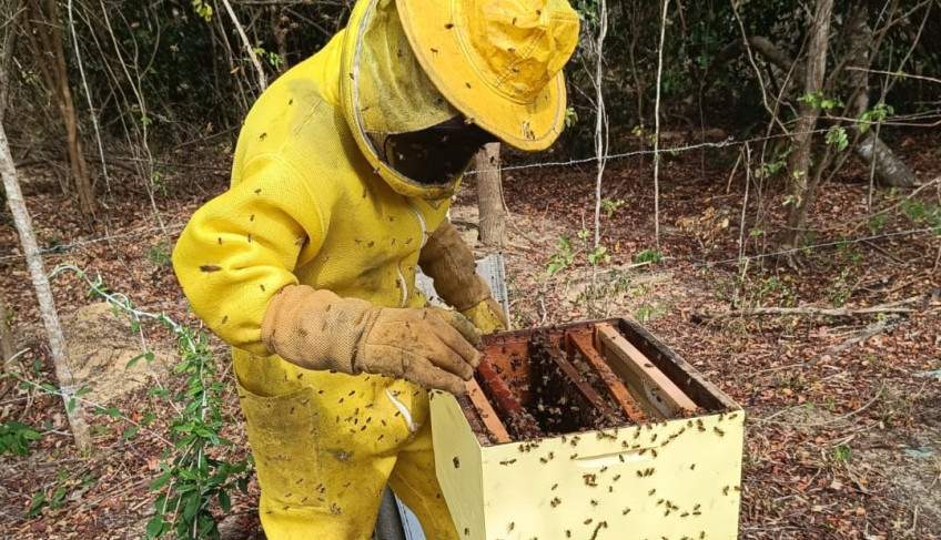 ASN Alagoas - Agência Sebrae de Notícias