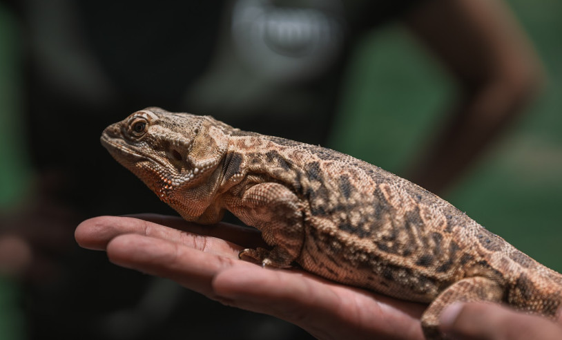 ASN Alagoas - Agência Sebrae de Notícias